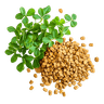 Fenugreek