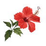 Hibiscus