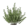 Rosemary